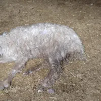 میش شکسته|حیوانات مزرعه|اسلام‌‌آباد غرب, |دیوار