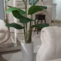 گل و گلدان