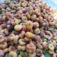 یه تن هلو برا رانی