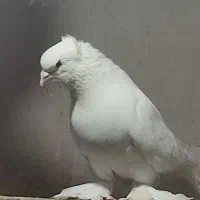 سفید کاکلی رواعب