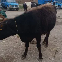 گاو گوشتی