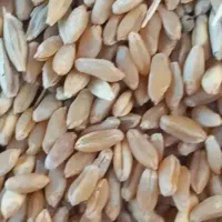 فروش گندم