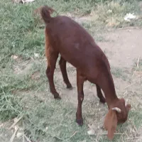 کتاچ مال داری