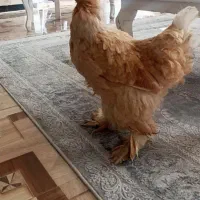 تخم برهما
