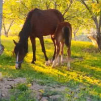 اسب|اسب و تجهیزات اسب‌سواری|سلطانیه, |دیوار