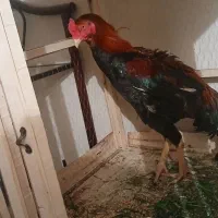 خروس لاری دانگ بالا