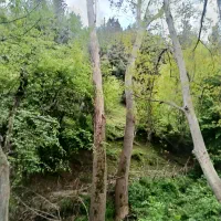 خرید و فروش چوب