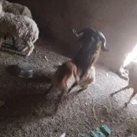 قوچ گوسفند بره نر حمیدیه