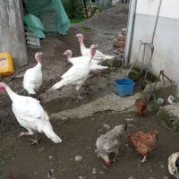 بوقلمون گوشتی