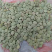 کاه عدس