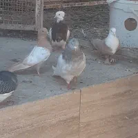 نقش.رنکه.طوقی.کله.سینه