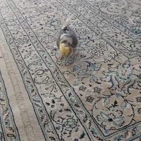 عروس هلندی سرحال