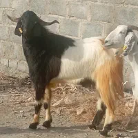 ، نری ، بز ، نریگ ،