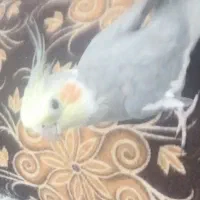عروس گمشده