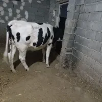 به دویست و هشتاد و پنج میلیلون