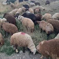 بره بره نر و ماده گوسفند شیشک بز تیبز گاو