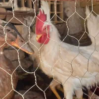۴عددخروس با ۱عددمرغ