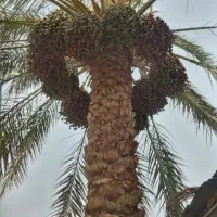 درخت بندی پذیرفته میشود