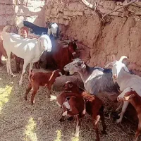 بز فروشی