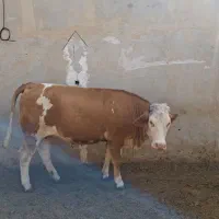گاو گوساله