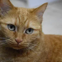 واگذاری گربه ی dsh خونگی عقیم شده و شناسنامه‌دار