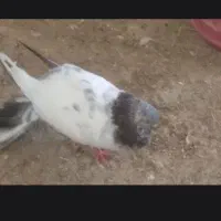 کبوتر معاوضه