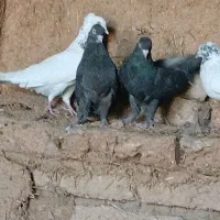 کبوتر ذات دار