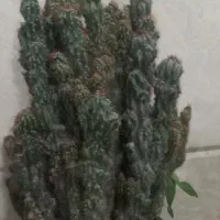 کاکتوس صخره ای