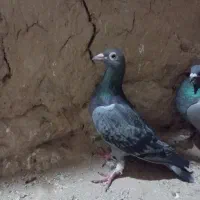 کفتر
