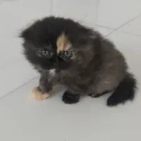 اسکاتیش|گربه|مشهد, شهرک امام هادی (شهرک غرب)|دیوار