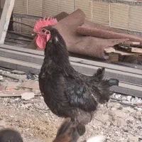 خروس لری اصیل