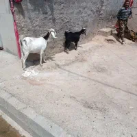 بز و بزغاله دورگ پاکستانی چاق صابونی