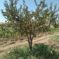 فروش-20000-متر-با-برق-کوچک-علیا