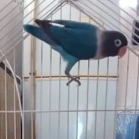 فروش مرغ عشق