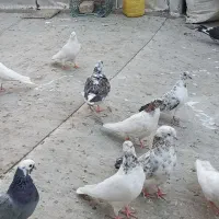 تعداد ۳۰ ۴۰ تا کفتر معاوضه با مرغ و خروس