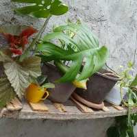 گل طبیعی