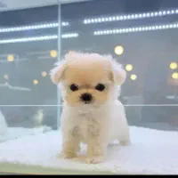 توله سگ فینگیلی 4800 ت