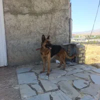 سگ ژرمن