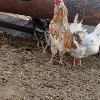 خروس گلین