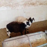بره سبک
