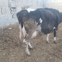 گاو شیری|حیوانات مزرعه|چناران, |دیوار