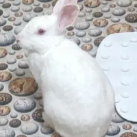 خرگوش چشم شرابی