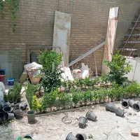 خدمات باغبانی هرسکاری گل کاری و تعویض خاک گلدون