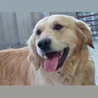 سگ گلدن رتریور نر