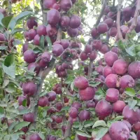 نهال فروشی حمیدی شیخ حسن