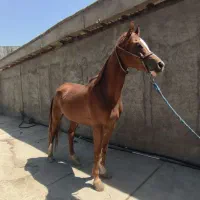 اسب|اسب و تجهیزات اسب‌سواری|چهاردانگه (تهران), |دیوار
