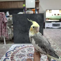 عروس هلندی سخنگو و دستی