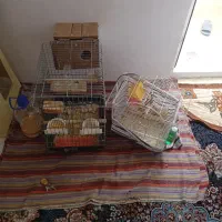 عروس هلندی و فنج انگلیسی