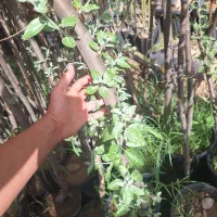 نهال و درخت سنجد حاج حسینی درشت دسته بیلی
