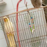 عروس هلندی اهلی